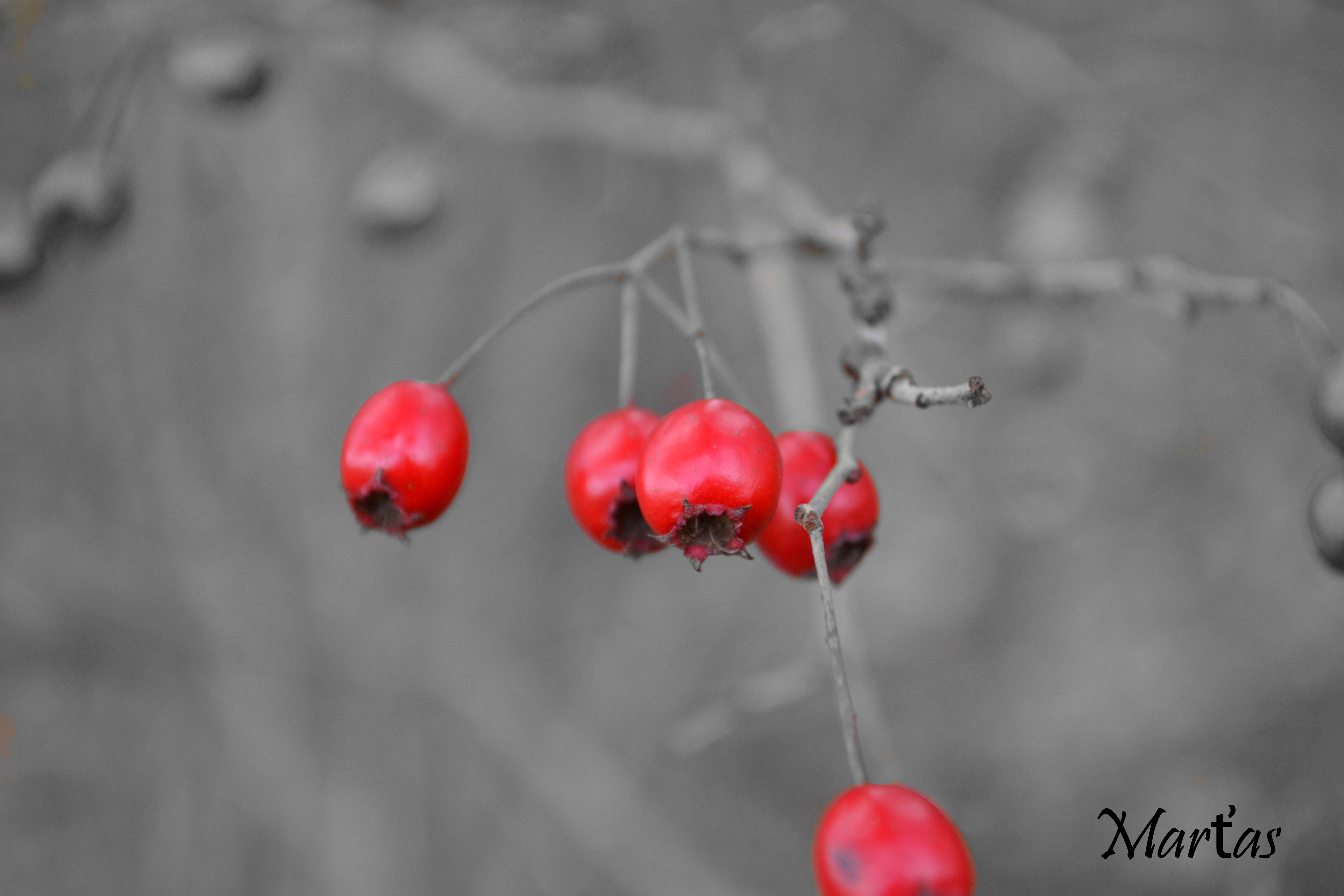 DSC_0131 – kopie