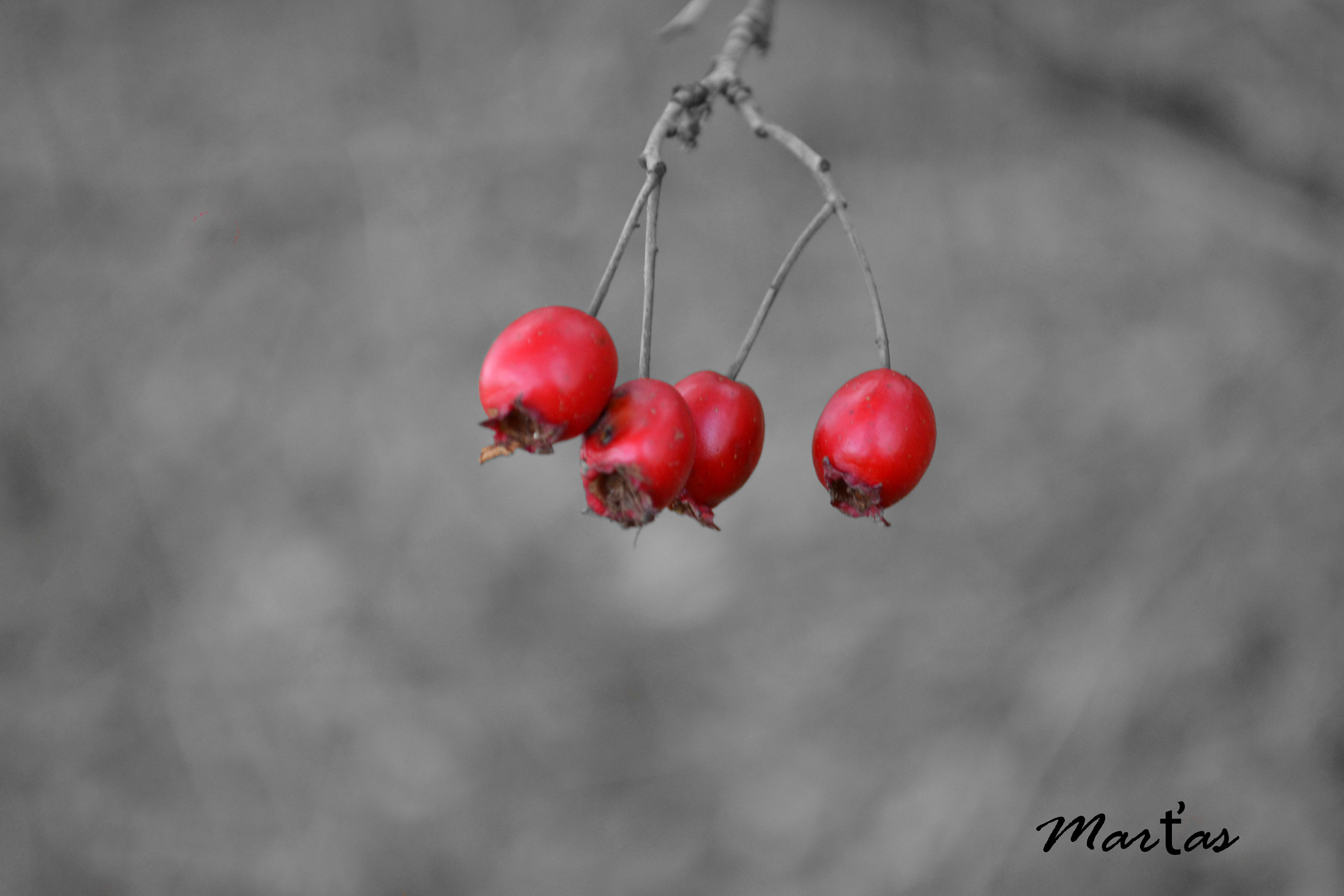 DSC_0132
